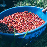 SHYIRA NATURAL - RWANDA